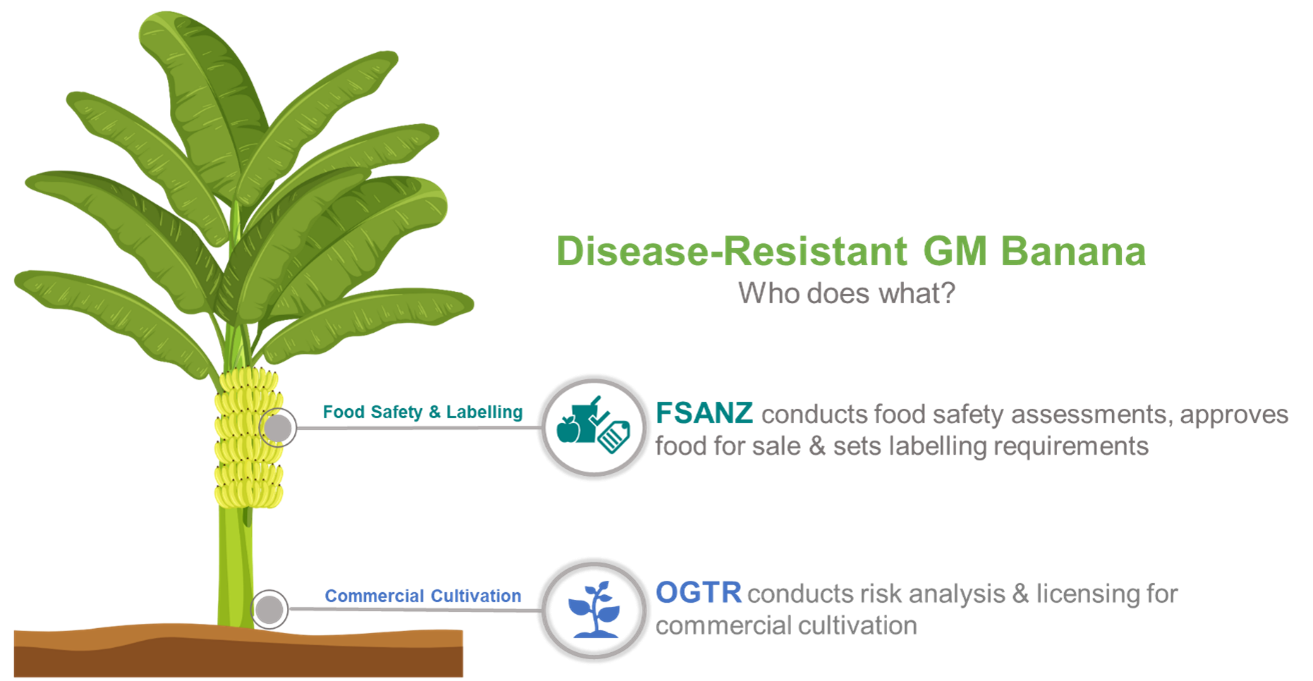 Panama Disease   GM Banana Infographic 